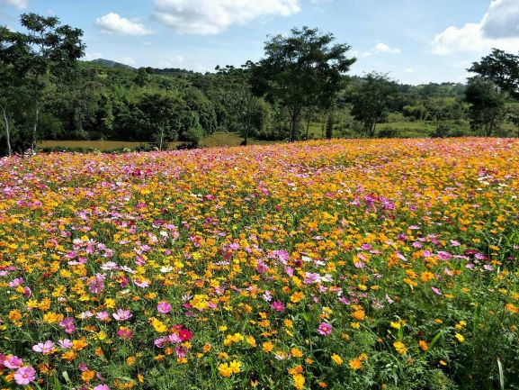 flower plantation of B.N. Farm at Khao Kho National Park