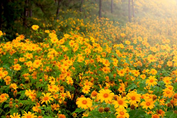 Bua Tong, yellow Mexican sunflower field in Mae Hong Son