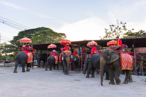 Ride the elephapt in Ayutthaya Elephant Palace & the Royal Elephant Kraal Village