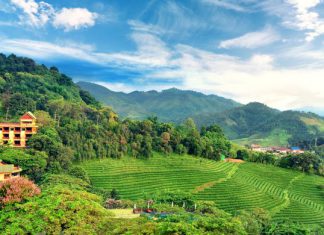 Doi Mae Salong DOI MAE SALONG, LAND OF TEA, GE