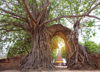 Wat Phra Ngam (Unseen Thailand) Gate of time, Unseen Thailand at Wat Phra Ngam, Ayutthaya, Thailand
