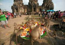Monkey Party Festival Lopburi Monkey Party- Thailand festival