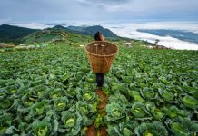 Phu Thap Buek Mountain Phu Thap Buek- Phetchabun Thailand