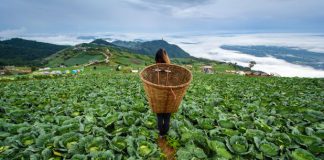 Phu Thap Buek Mountain Phu Thap Buek- Phetchabun Thailand