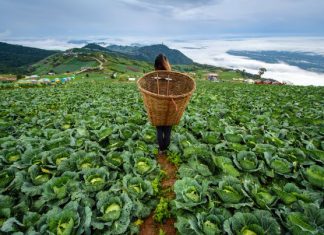 Phu Thap Buek Mountain Phu Thap Buek- Phetchabun Thailand