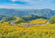 Thung Bua Tong Sunflower view blooming on the hill ,Thung Bua Tong Mae Hong Son, Thailand