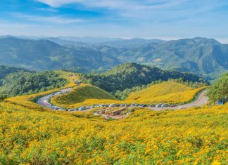Thung Bua Tong Sunflower view blooming on the hill ,Thung Bua Tong Mae Hong Son, Thailand