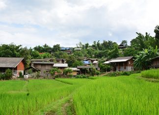 Mae Sapok Royal Project Mae Sapok Royal Project in Chiang Mai