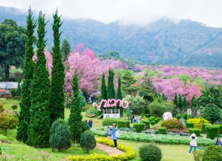 Khun Wang Royal Project Many tourist walk around pink wild himalayan cherry park at Khun wang Royal Project