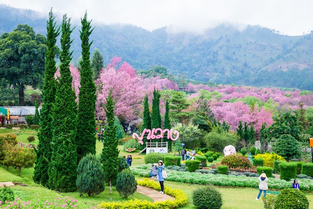 Many tourist walk around pink wild himalayan cherry park at Khun wang Royal Project