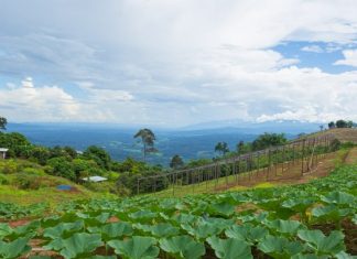 Mon Ngo Royal Project Mon Ngo Royal Project in Chiang Mai