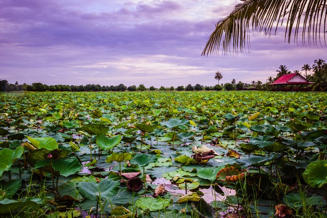 Pink and red lotus lake in Nakhon Pathom, Thailand