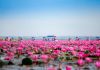 Red Lotus Lake (Nong Han) Red Lotus Lake (Nong Han)- Udon Thani