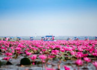 Red Lotus Lake (Nong Han) Red Lotus Lake (Nong Han)- Udon Thani