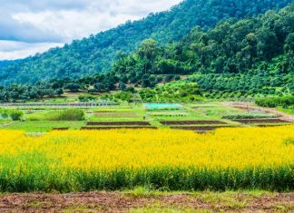 Royal Agricultural Station Pangda Sunn Hemp Field of Royal Agricultural Station Pangda