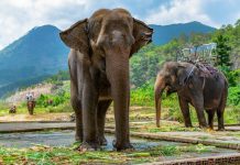Elephant in Thailand Thai Elephants