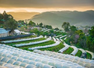 The Royal Agricultural Station Inthanon The Royal Agricultural Station Inthanon