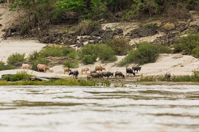 a group of water buffalo are immersed in Salawin National Park