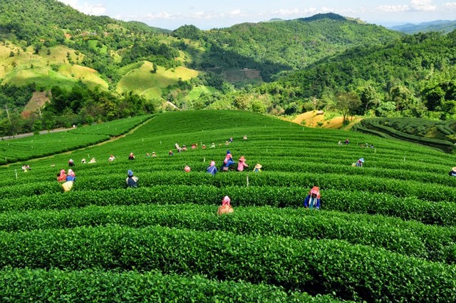 tea plantation on the highland in Khun Wang Royal Project