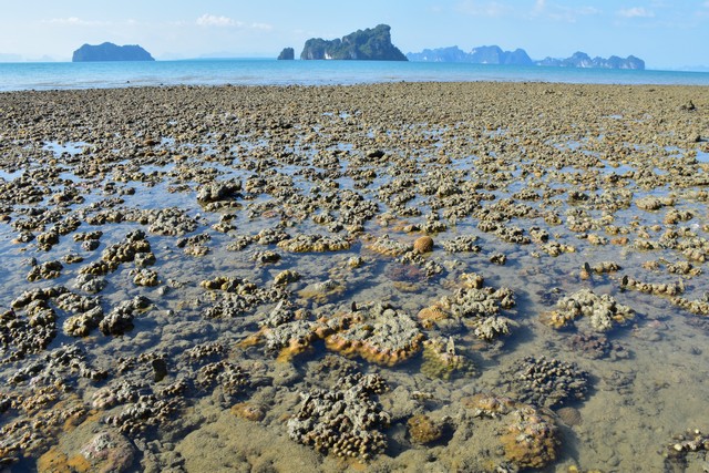 amazing coral field when the sea's water level down at Koh Yao Noi