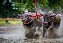Buffalo Racing Festival Buffalo Racing Festival