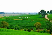 Choui Fong Tea Plantation Choui Fong Tea Plantation