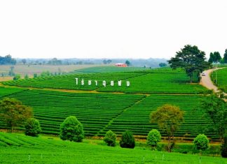 Choui Fong Tea Plantation Choui Fong Tea Plantation