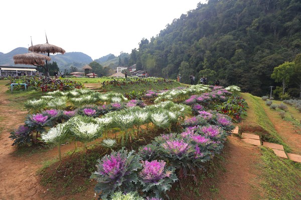 Background of the Royal Agricultural Station Angkhang
