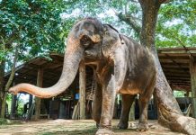 Pattaya Elephant Village Pattaya Elephant Village