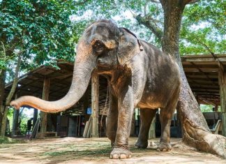 Pattaya Elephant Village Pattaya Elephant Village