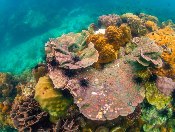 Coral Reef Zone in Underwater World Pattaya