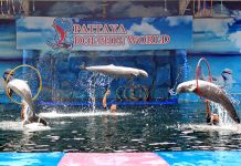 Pattaya Dolphin World Pattaya Dolphin World