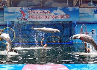 Pattaya Dolphin World Pattaya Dolphin World