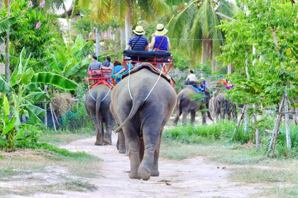 What to do at Pattaya Elephant Village