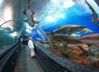 Underwater World Pattaya Underwater World Pattaya