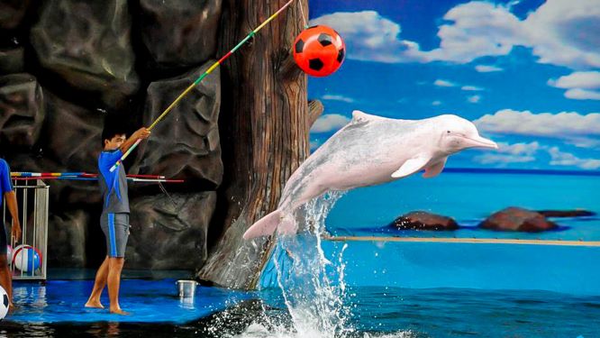 Watch the Dolphin Shows