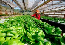 The Royal Projects in Chiang Mai The Royal Projects in Chiang Mai