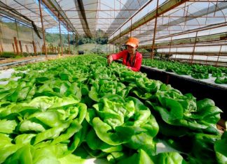 The Royal Projects in Chiang Mai The Royal Projects in Chiang Mai